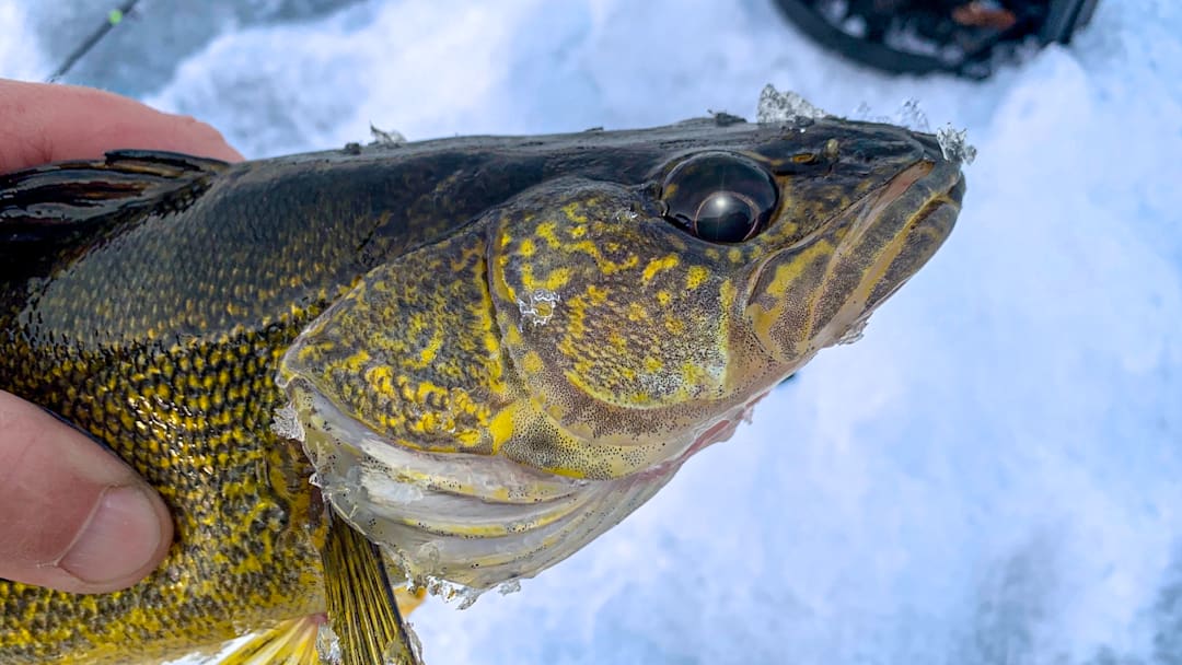 This winter, anglers on Minnesota's Mille Lacs lake are allowed three walleyes in possession with a minimum size limit of 17 inches, and only one fish allowed over 20 inches.