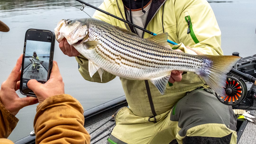 A little more than an hour outside of Charlotte, NC, can get you into some good striped bass fishing on a fly rod. 