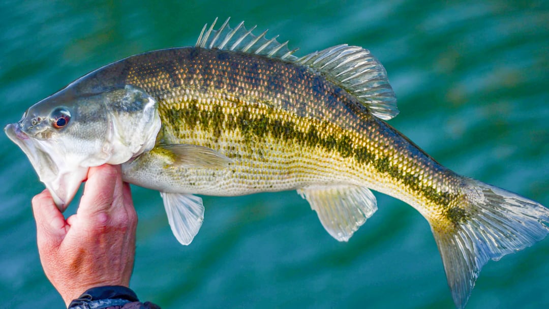 A winter spotted bass caught on fly. 