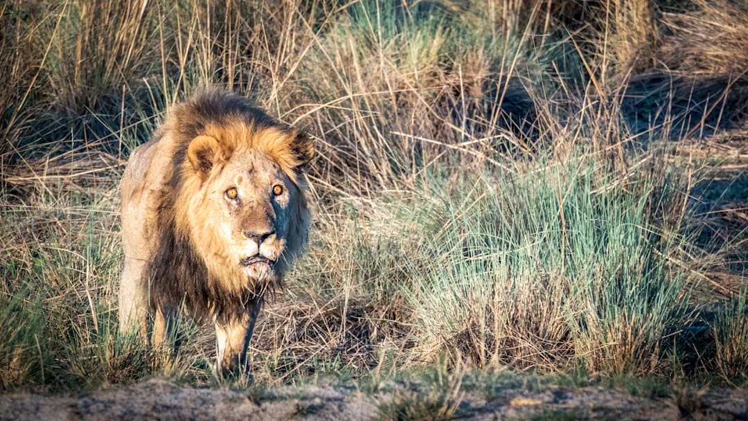 An older male lion with fiercely intense eyes. 