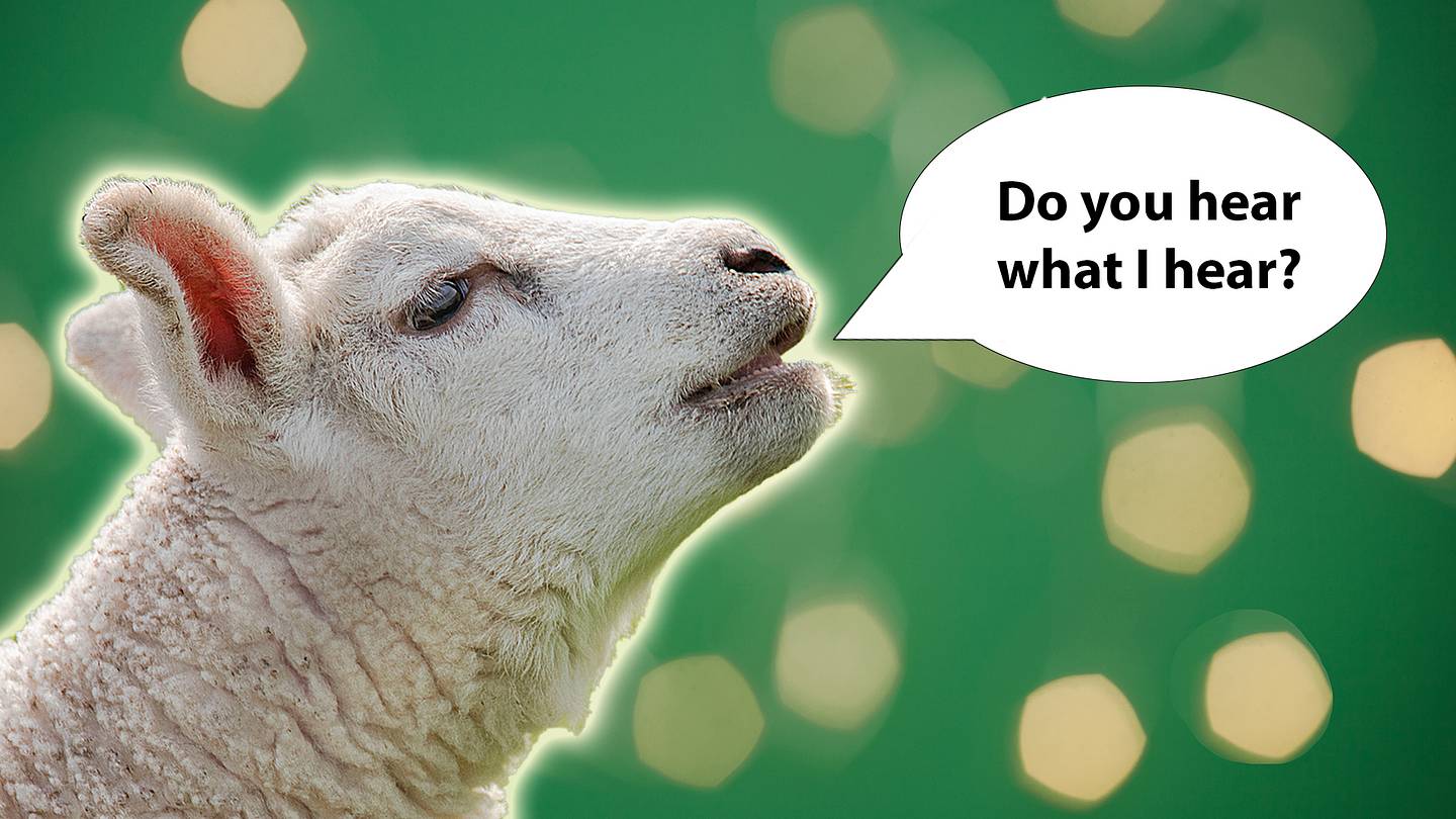 Talk is Sheep: Behind the Christmas Eve Myth That Animals Speak at Midnight