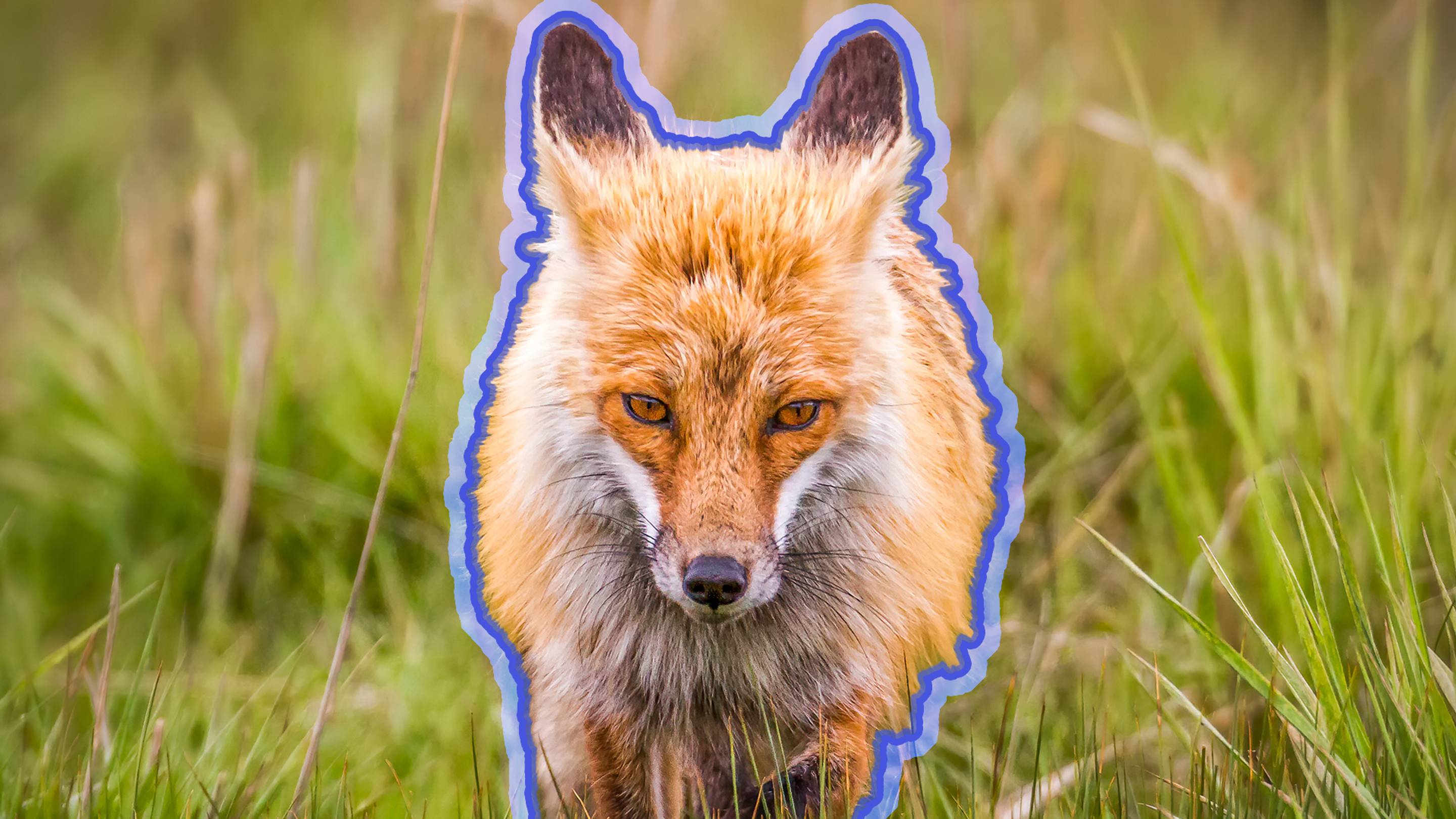 When the U.S. Tried to Win World War II with Radioactive Foxes
