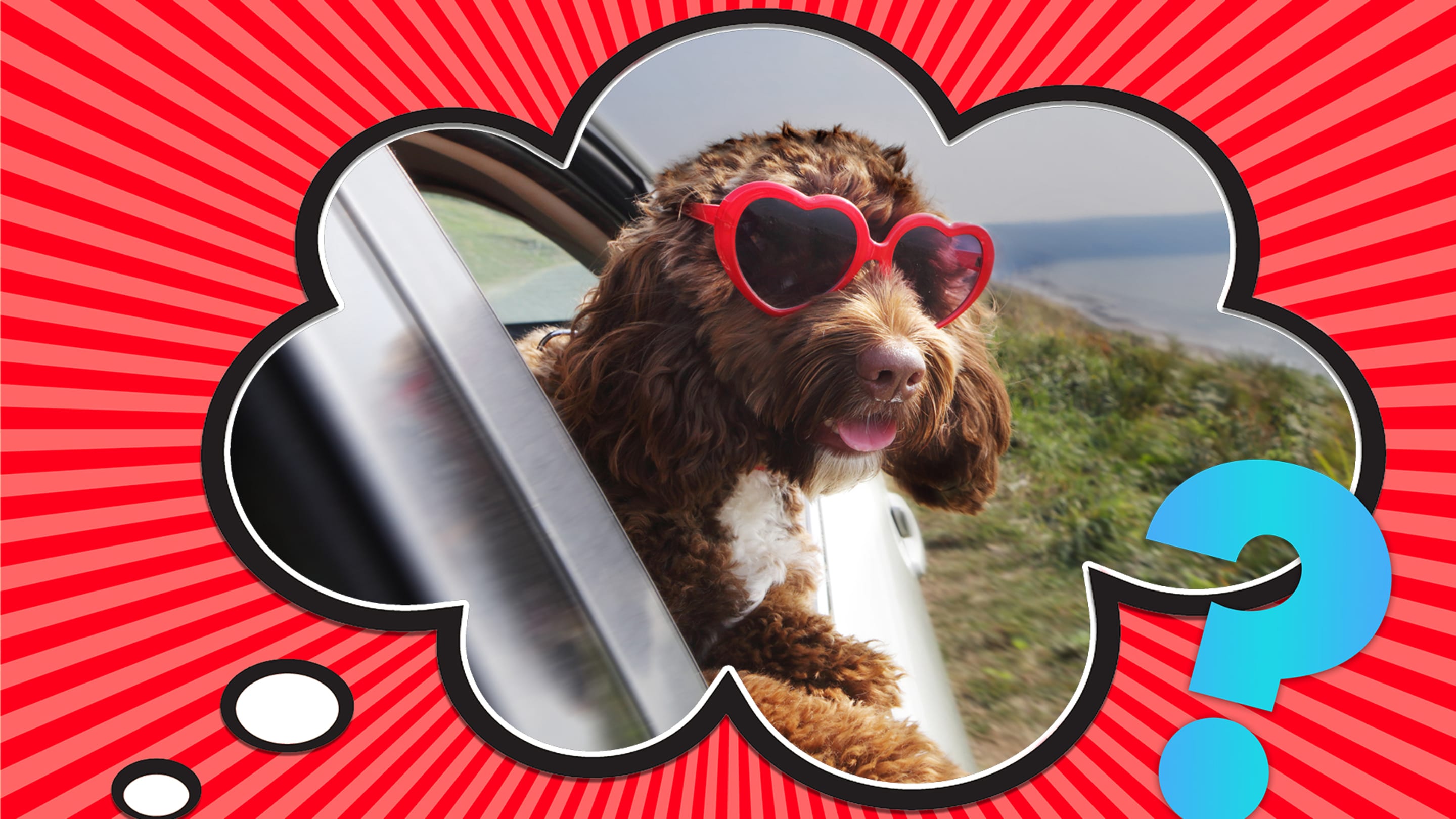 Why Do Dogs Stick Their Heads Out of Car Windows—And Is it Safe?