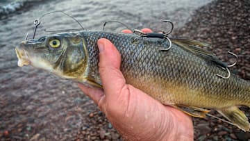 Foot-long suckers rigged with quick-strike rigs are potent medicine for fall muskies.