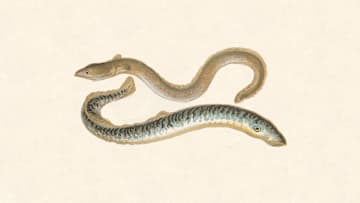 People had some interesting ideas about eels (top) and lamprey (bottom).