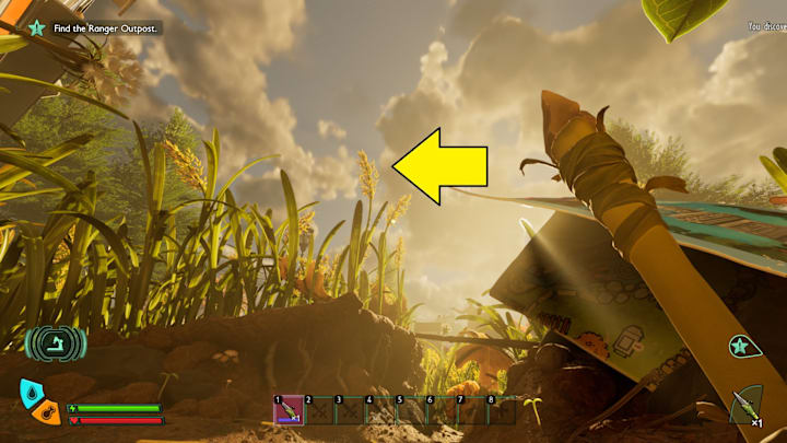 A yellow arrow pointing towards blades  of  grass with seeds on them.