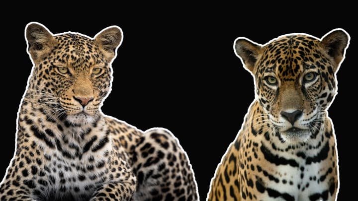 Do you know your leopards from your jaguars?