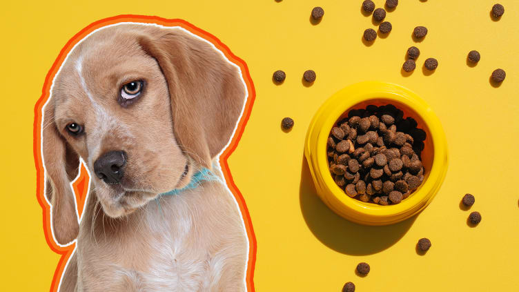 How Much Should You Feed a Dog