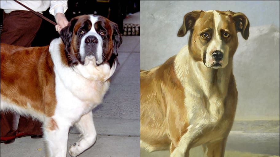 Chris, the star of Beethoven (left) and an illustration of a St Bernard.