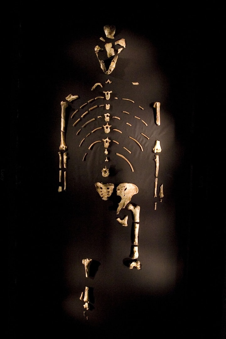 The skeleton of "Lucy," an early hominid.