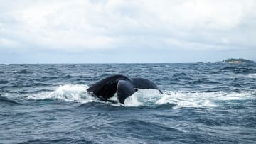 Whale watching in Samaná Bay, Dominican Republic