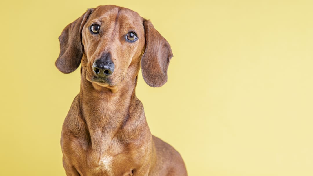 This dachshund wants you to know you're probably mispronouncing the name of his breed.
