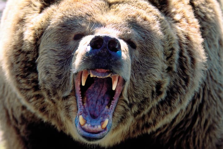 A bear snarling with its mouth open