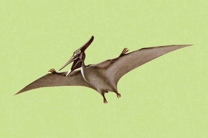 Pterodactyl on a green background