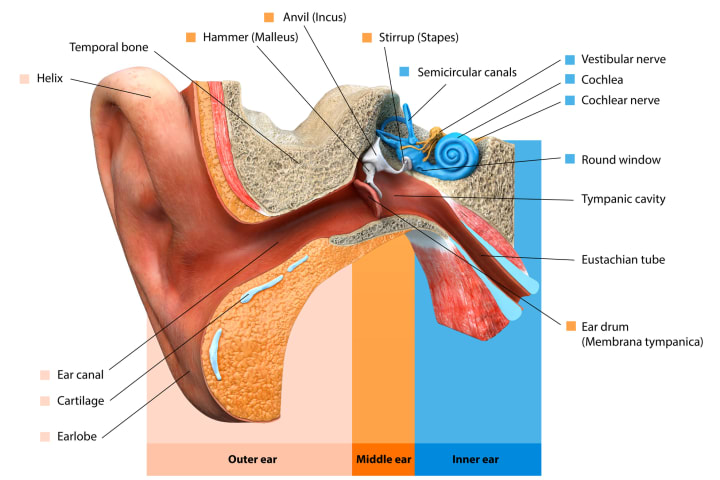 human ear anatomy diagram