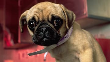 USA - File Photo - New York Animal Medical Center