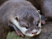 Oriental Short Clawed Otter Pups At Edinburgh Zoo