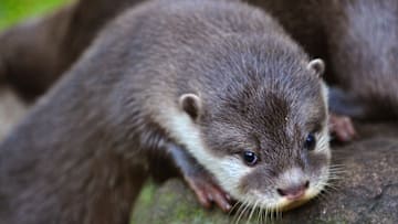 Oriental Short Clawed Otter Pups At Edinburgh Zoo