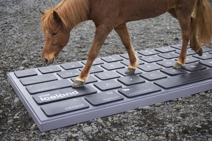 icelandic horse types on giant keyboard