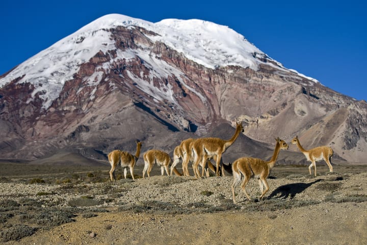 Vicuñas beneath Mount Chimborazo in Ecuador.