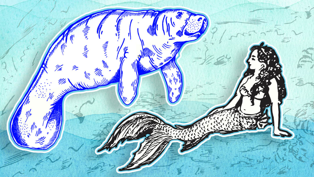 Sailors in the early days of exploration may have believed that manatees were mermaids.