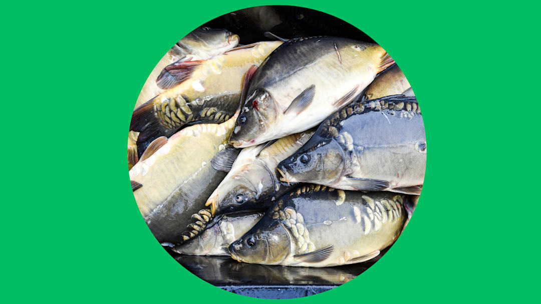 Christmas carp Christmas carp