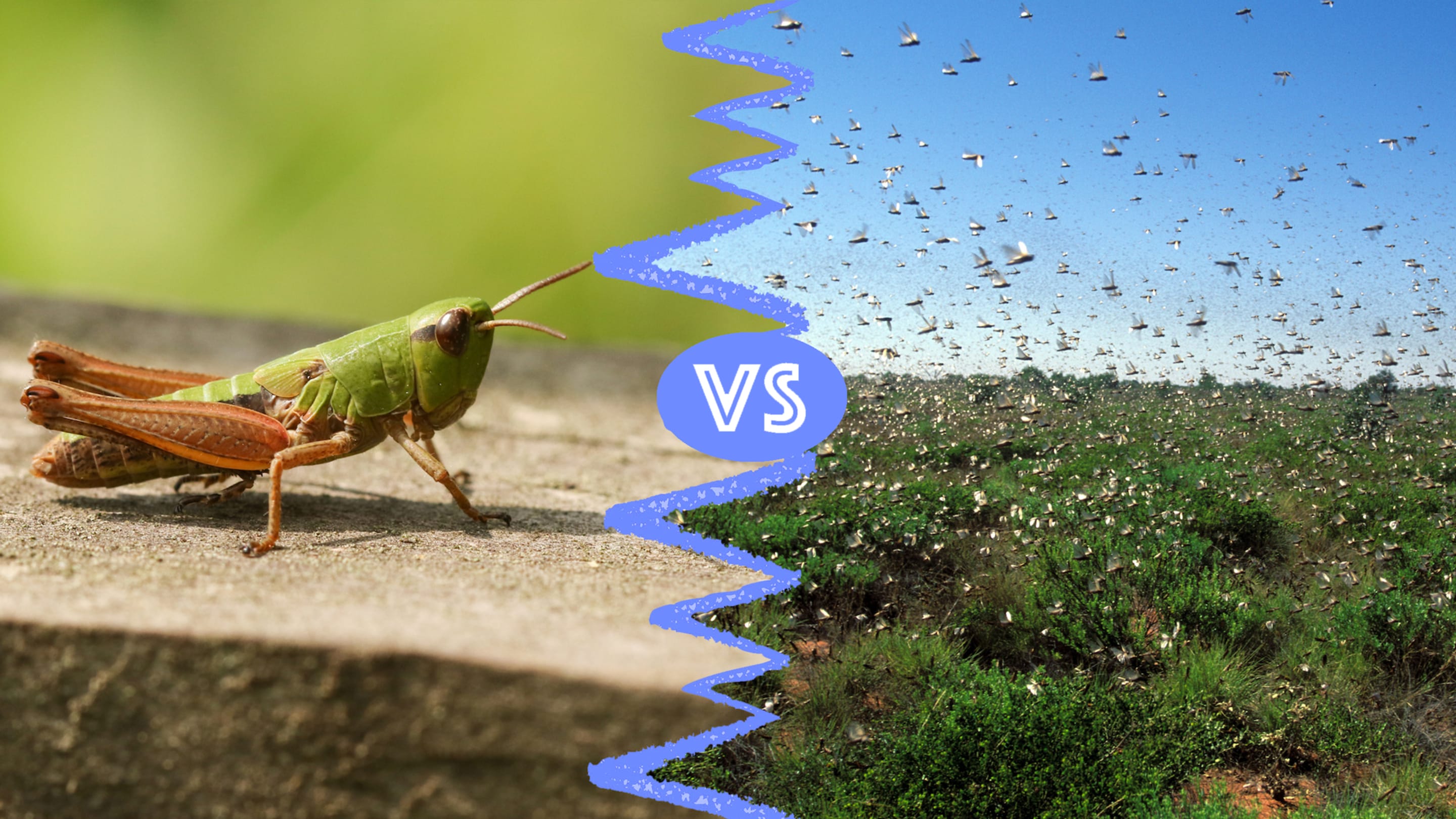 Grasshoppers vs. Locusts: What’s the Difference?