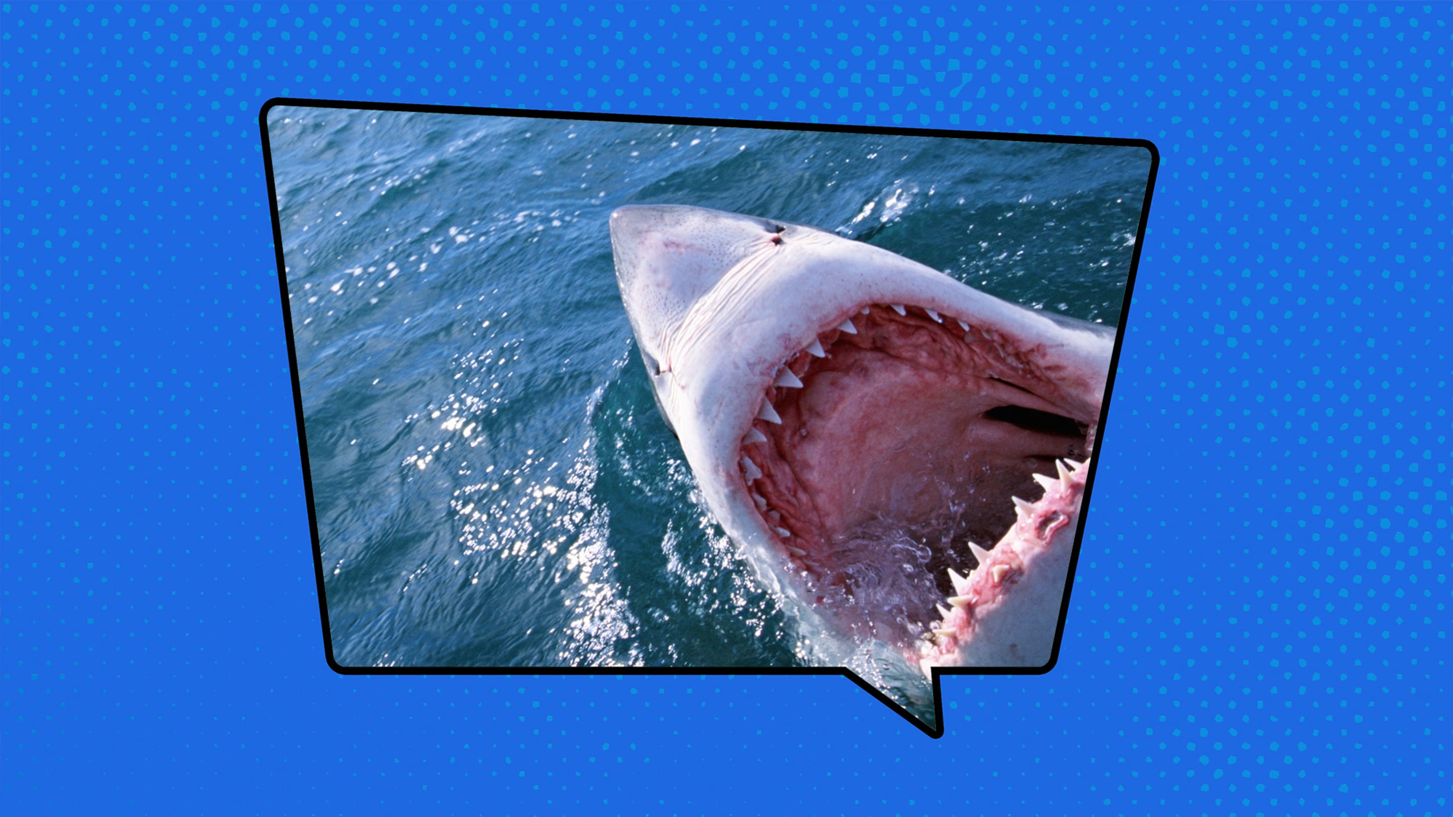 13 Fun Slang Terms We Got From ‘Jaws’