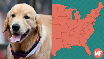 A stitched image of a dog next to a map of the United States