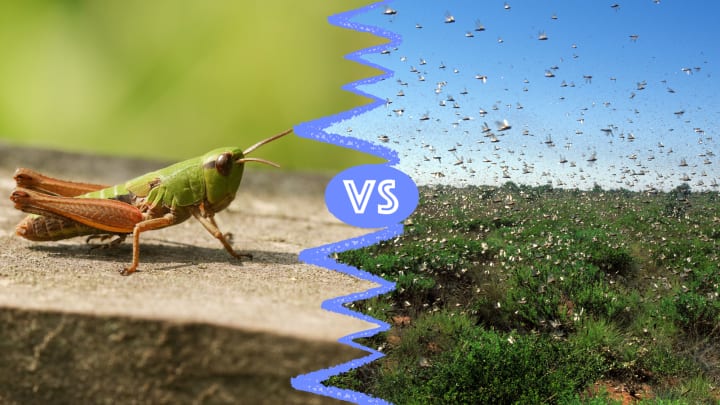 Grasshopper on the left, swarm of locusts on the right