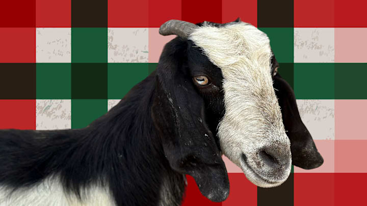 A goat in front of a Christmas-themed plaid background
