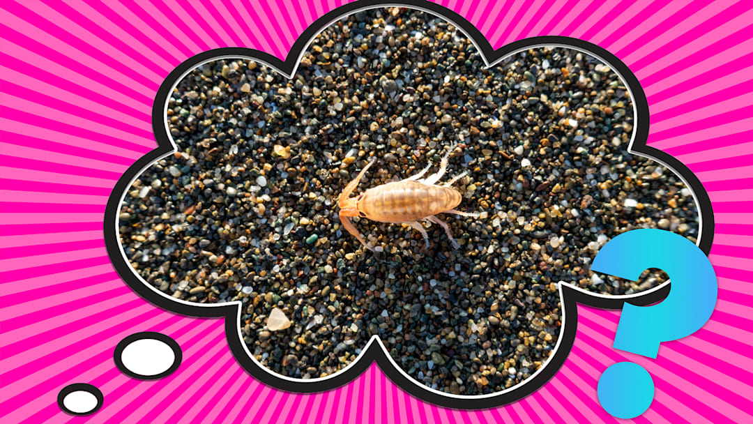 They could still bug you at the beach.