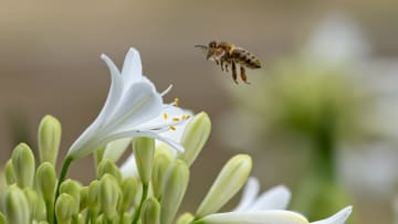 Air pollution may keep these pollinators from doing their jobs.