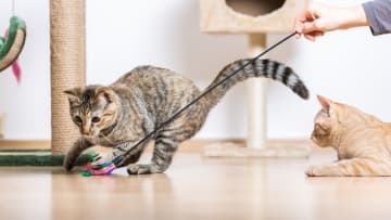 Play with your cats—for science!