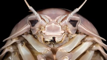 The head of Bathynomus vaderi.