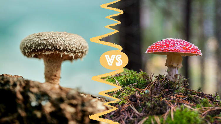 Shiitake mushrooms (left) are edible, while fly agaric (right) is extremely toxic, causing serious symptoms like dizziness, confusion, and hallucinations.