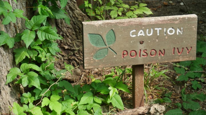 Poison Ivy Warning Sign