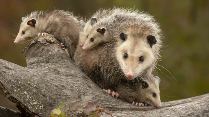 They’re the only marsupials you're likely to find north of Mexico.