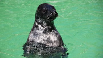 He‘s cute and smart: This gray seal took part in the new study.
