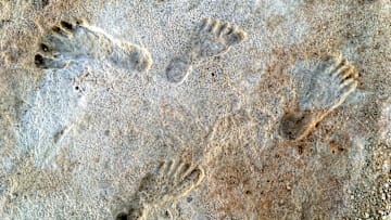 Fossilized human footprints in New Mexico’s White Sands National Park are between 21,000 and 23,000 years old and pre-date the Clovis people in North America.