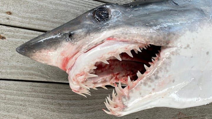 This isn't just any shark. It's a mako shark, as Orange Beach High School officials in Alabama could probably tell you.