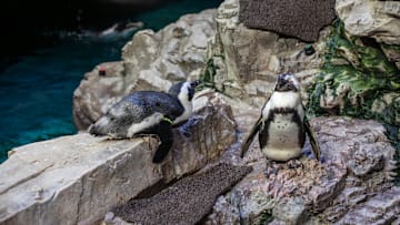These penguins are going to be living their best lives.