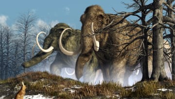 Woolly mammoths may have existed alongside humans for millennia, according to one study.