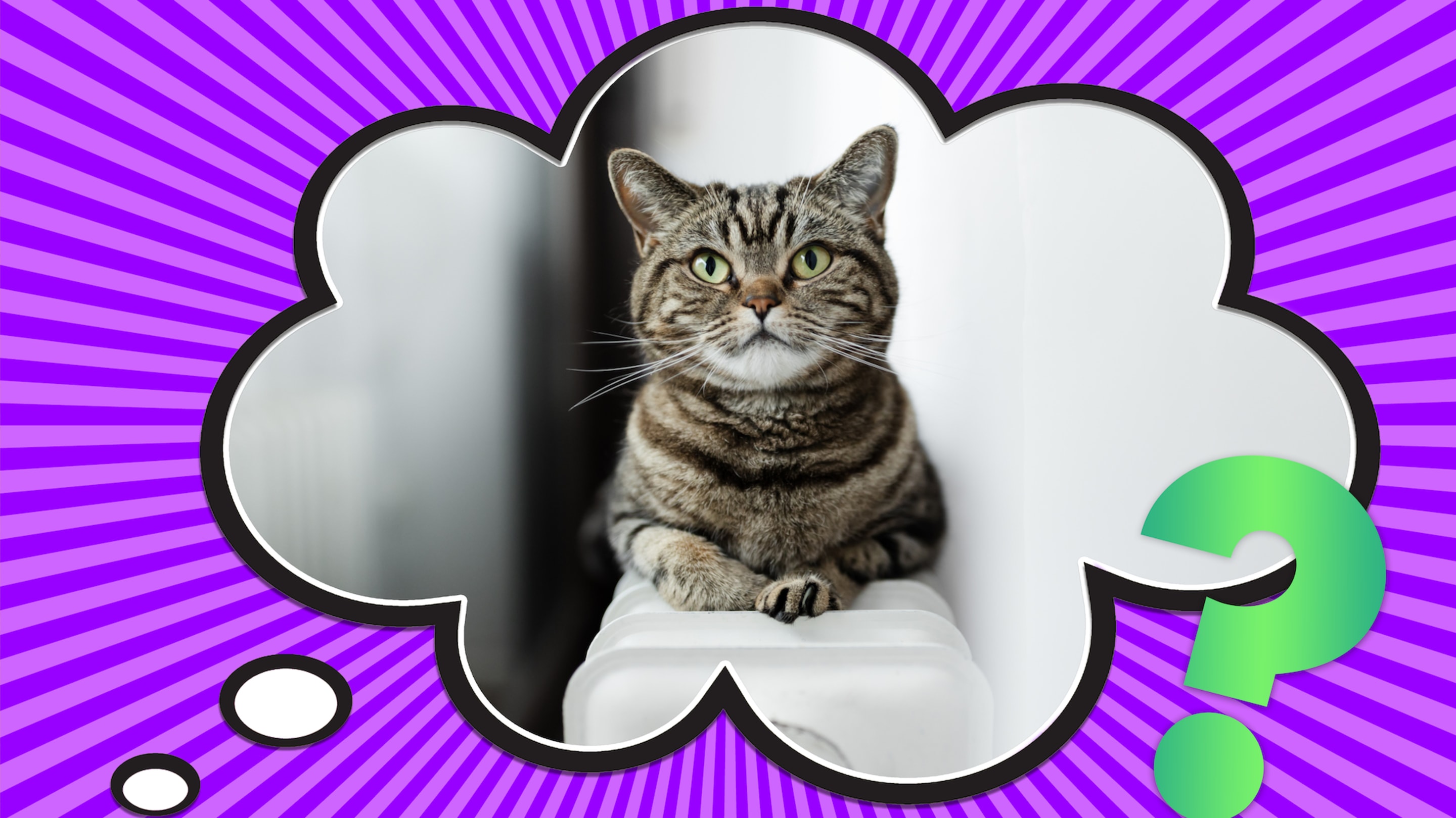 How Long Can You Leave Your Cat Home Alone?