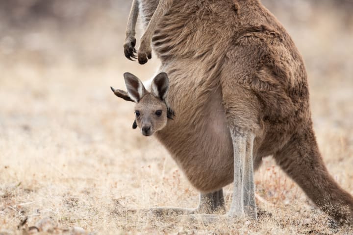 kangaroo joey in its mother's pouch