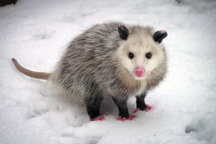 Virginia Opossum in the snow
