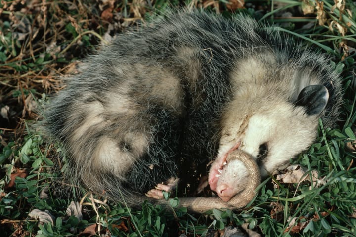 Virginia Opossum Plays Dead.
