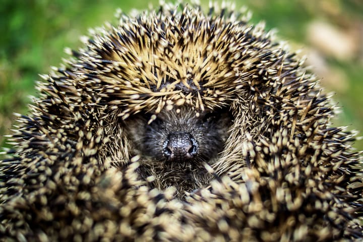 Facts about hedgehogs: Hedgehog in hiding.