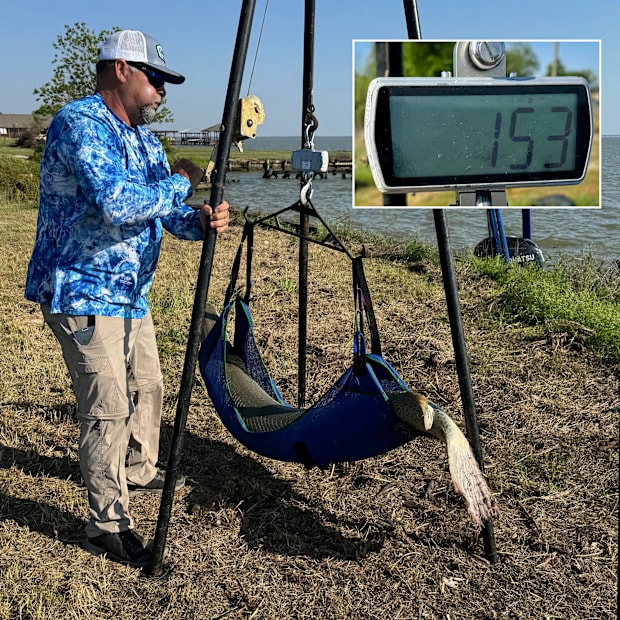 Guide Kirk Kirkland carefully weighing the new world record alligator gar at 153-pounds.