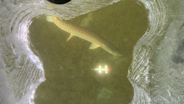 A muskellunge checks out a spearing decoy intended for northern pike.